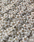 COTONE 100% - 1178 FIORI 3D